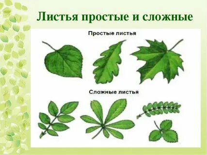 Пример простых и сложных листьев