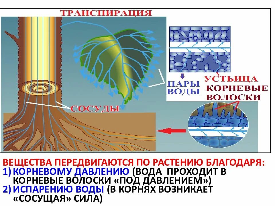 Транспорт органических веществ какая ткань. Жизнедеятельность растений распространение. Передвижение веществ по растению. Передвижение веществ у растений. Вода передвигается по растению благодаря.