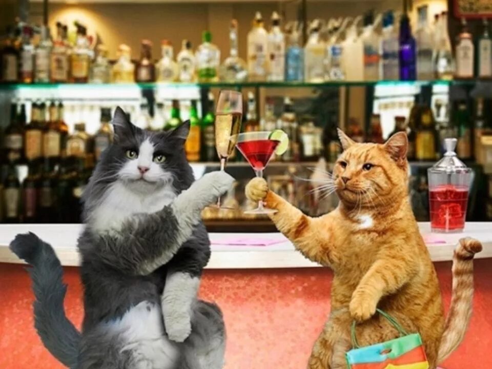 Включи коте ресторан. Коты на вечеринке. Кошачья вечеринка. Кот за барной стокойкой. Коты в баре.