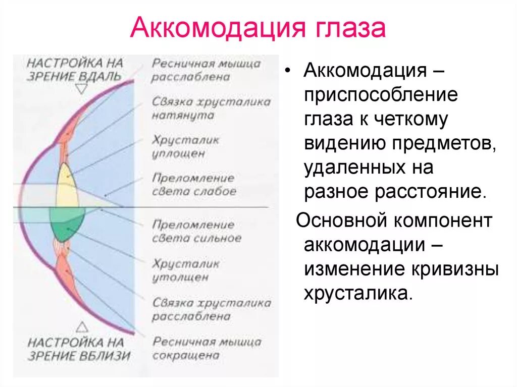 Какая структура обеспечивает аккомодацию