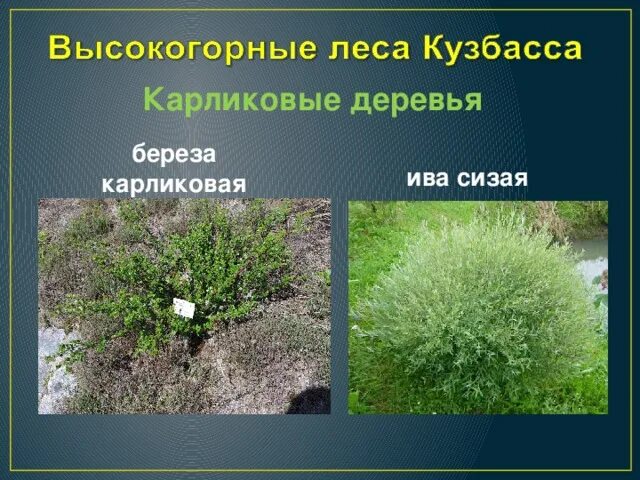 Карликовая Ива природная зона. Карликовая Ива сизая. Плакучая береза карликовая. Карликовая береза природная зона. Где растет карликовая береза в какой зоне