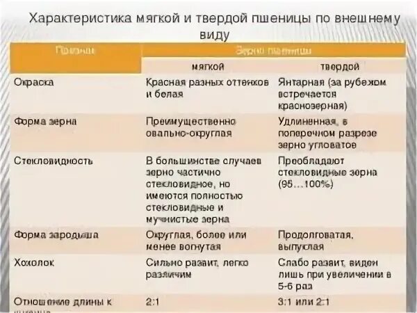 Морфологические признаки пшеницы