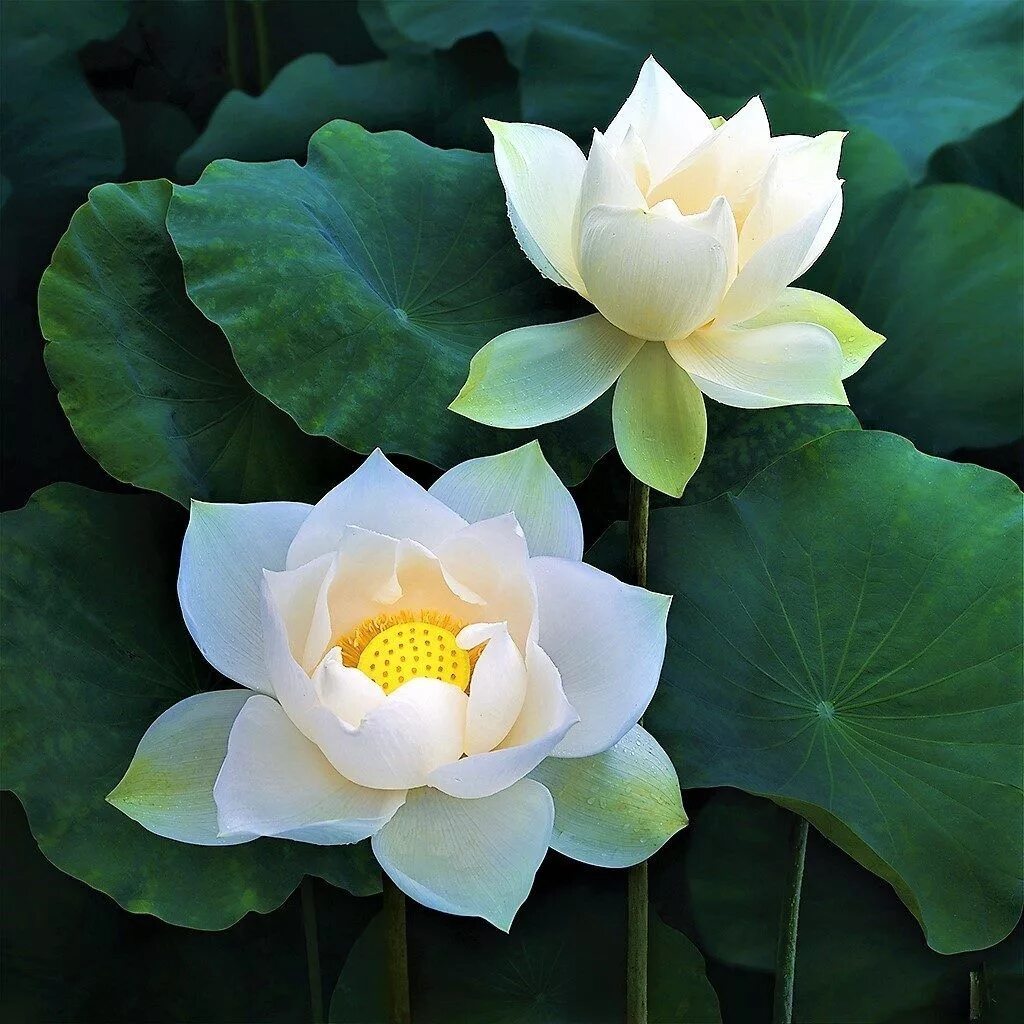 цвет белый лотос. лотус цветок белый. снежный лотос цветок. цвет белый лотос. цвет белый лотос.