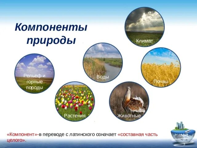 Компоненты природы. Природных географических компонентов. Компоненты природы в природном комплексе. Компоненты живой природы. Примеры взаимосвязей между компонентами природы в тайге