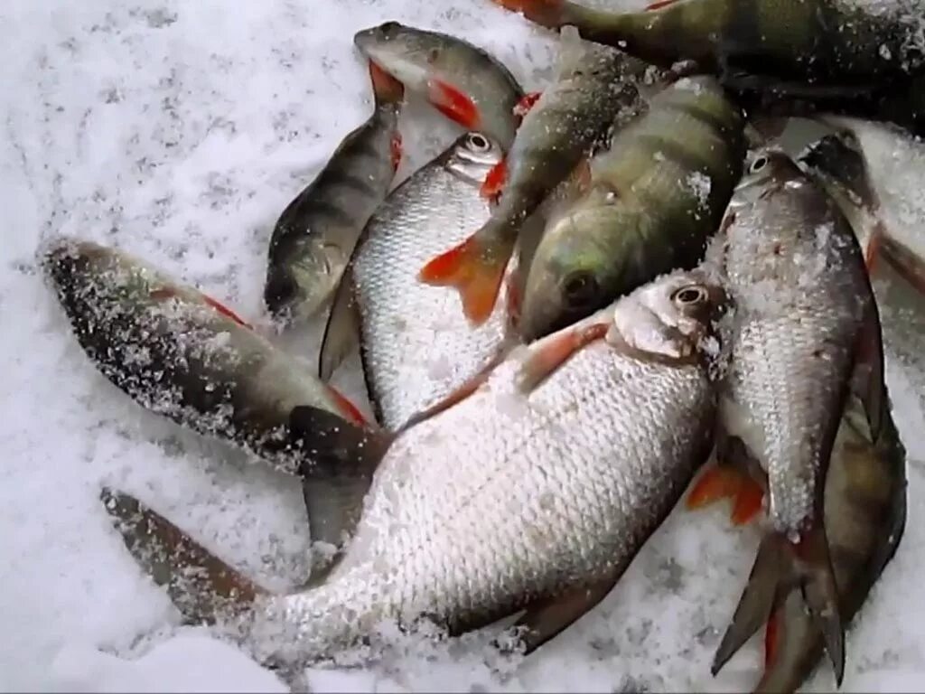 Где зимой ловят рыбу. Река Северка рыбалка. Зимняя рыбалка. Зимняя рыбалка на речке. Улов зимой.