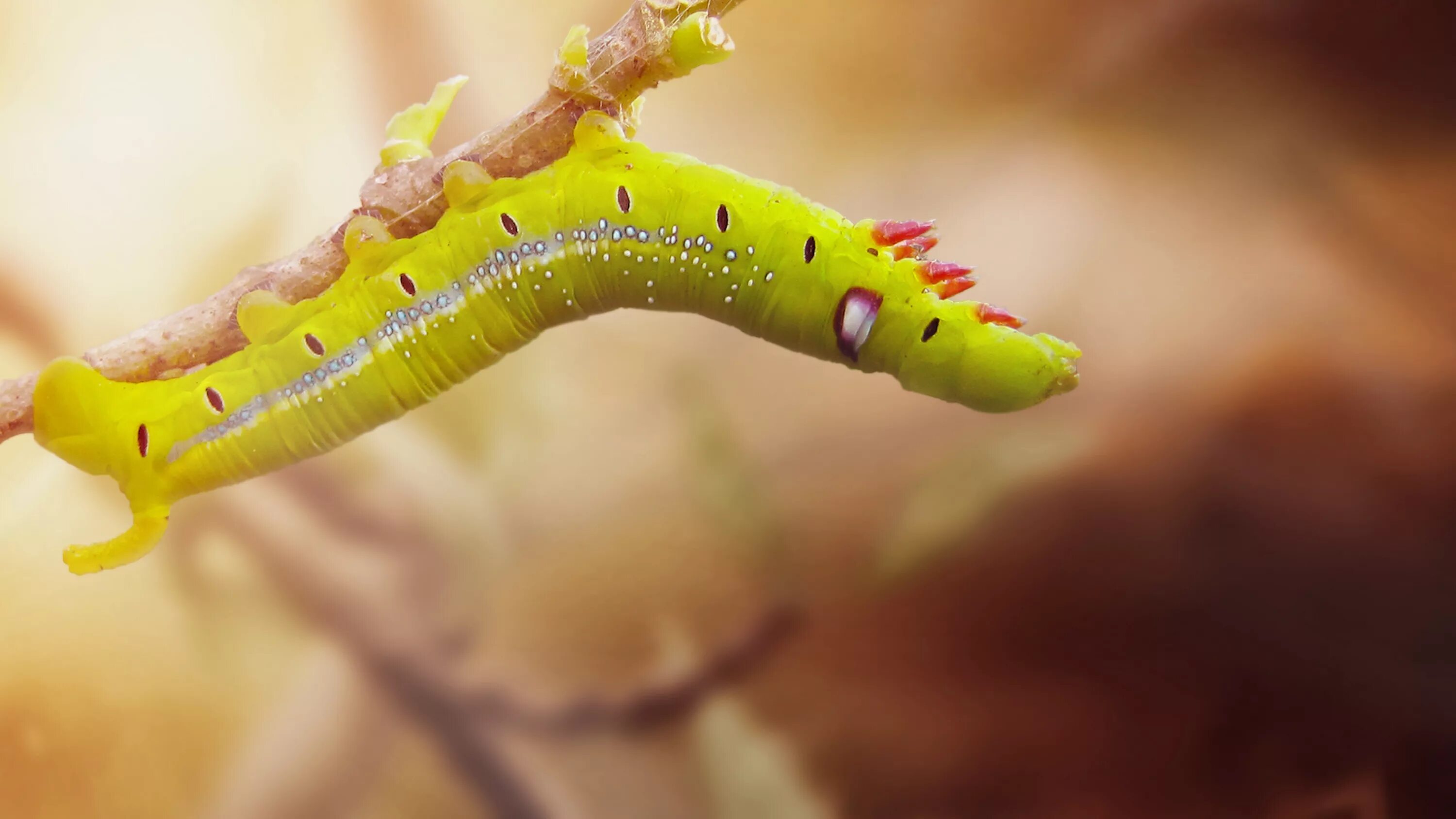 Гусеница м. Гусеница бабочки carthaea saturnioides. caterpillar гусеница. гусеница лимонницы. желтая гусеница катерпиллер.
