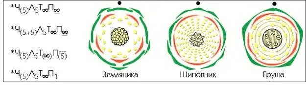 Диаграмма цветка розоцветных схема. Семейство Розоцветные диаграмма цветка. Розоцветные диаграмма цветка. Формула и диаграмма цветка малины. Ч5 л5 т бесконечность п бесконечность