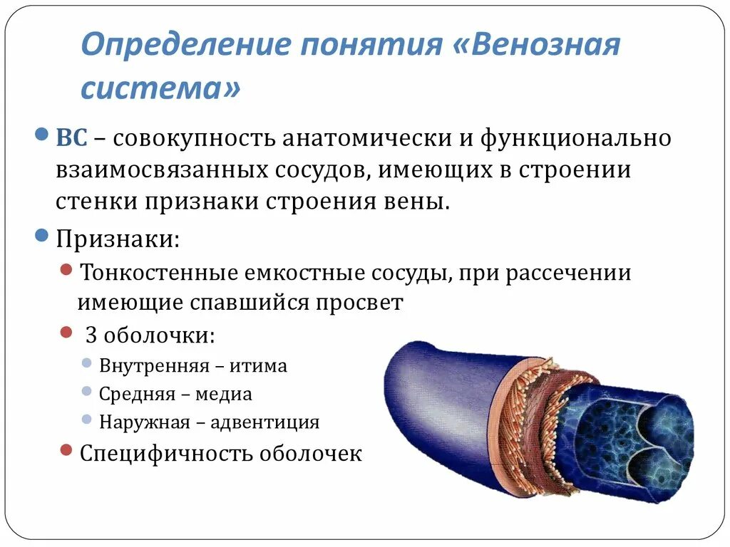 Артерии и вены определение. Особенности строения венозной системы. Строение стенки венозного сосуда. Строение сосудов вен. Строение сосудистой стенки.