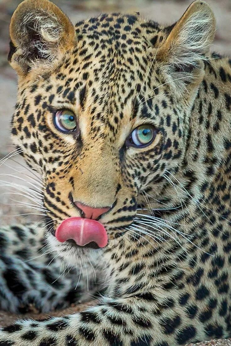 Тигр и гепард. Лев, тигр, леопард ягуар, пантера. Дикий леопард. Тигр и гепард. Ягуары львы тигры.