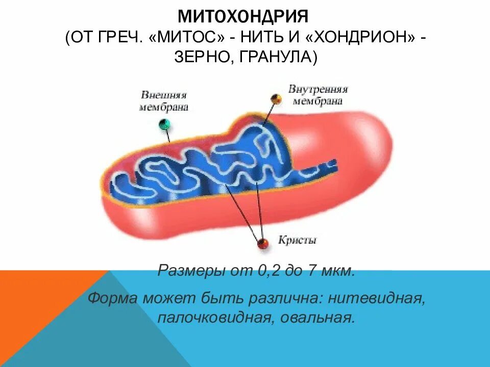 Размеры митохондрий. Формы митохондрий. Палочковидные митохондрии.