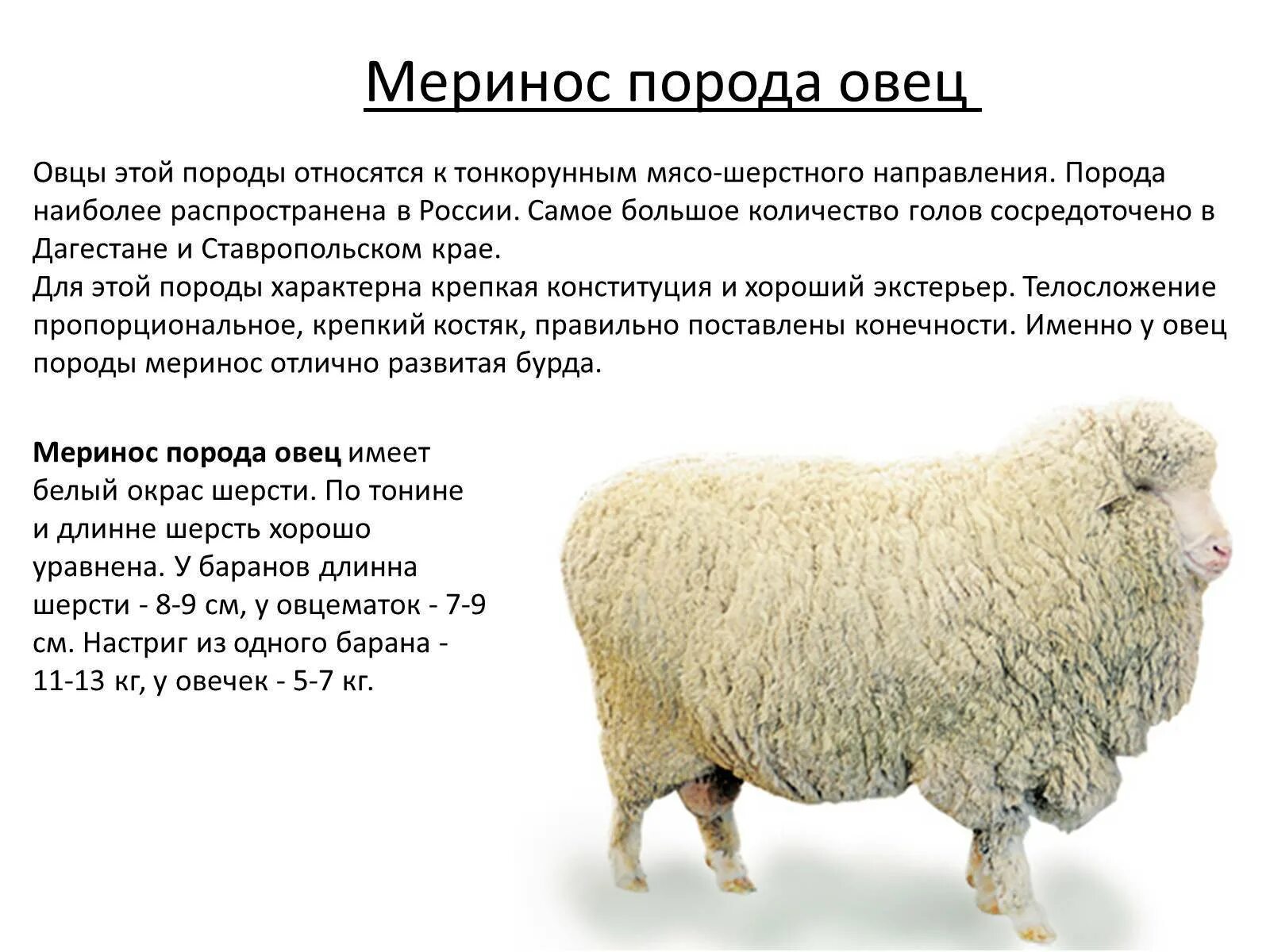 Австралийский меринос порода овец. Мериносы порода овец вес. Мериносы порода овец характеристика. Порода овец Джакоб. Сколько вес барана