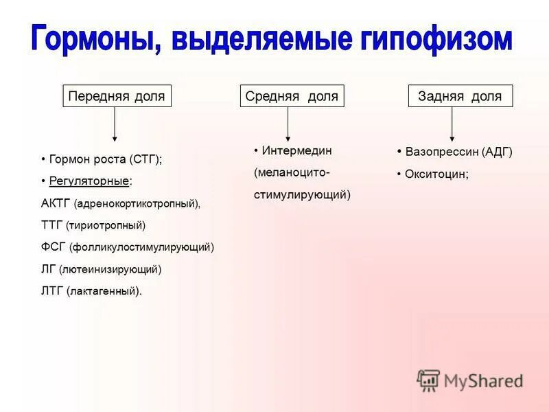 Железа выделяющая соматотропин. Гормоны выделяемые гипофизом. Гормоны выделяемые передней долей гипофиза.