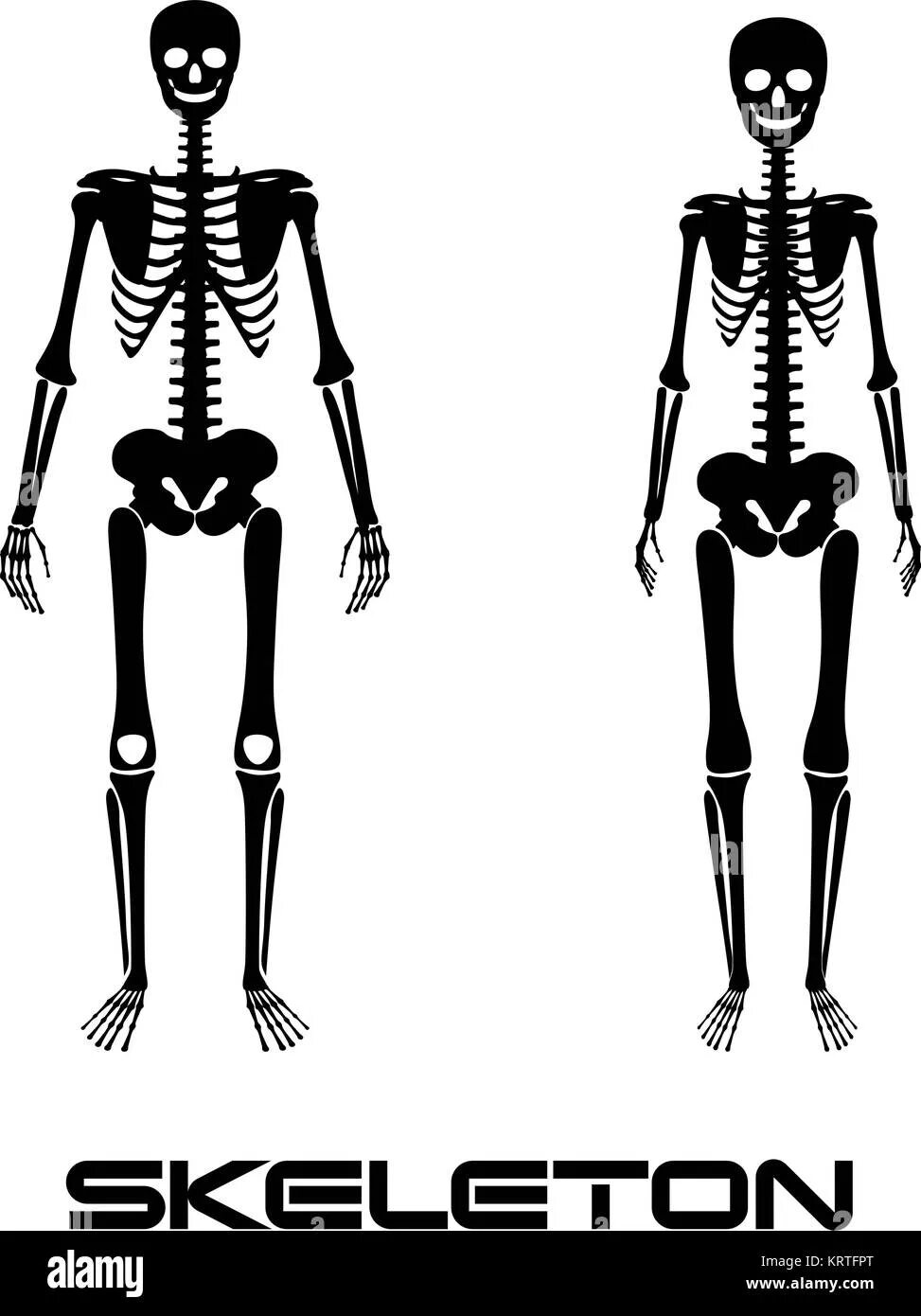 Мужской скелет. Скелет женщины. Женский и мужской скелет. Различия мужского и женского скелета. Мужской и женский скелет