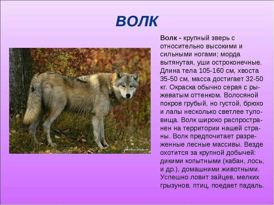 Доклад о животных. Описание волка. Сообщение о волке. Рассказ про волка.