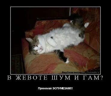 Шум и гам это