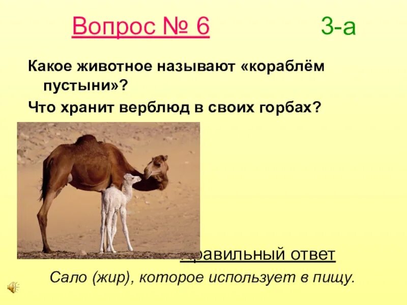 Какое слово означает животное. Какое животное называют кораблем пустыни. Интересные факты о верблюдах. Вопросы про верблюда. Сообщение о верблюде с интересными фактами.