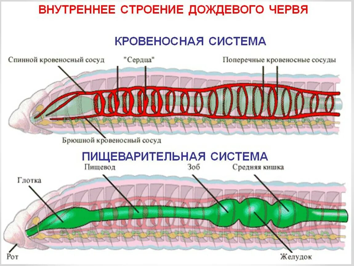 Слепо замкнутую пищеварительную систему имеют. Строение кольчатых червей по системам. Кровеносная и нервная система дождевого червя. Кровеносная система кольчатых червей 7 класс биология. Пищеварительная система кольчатого червя схема.