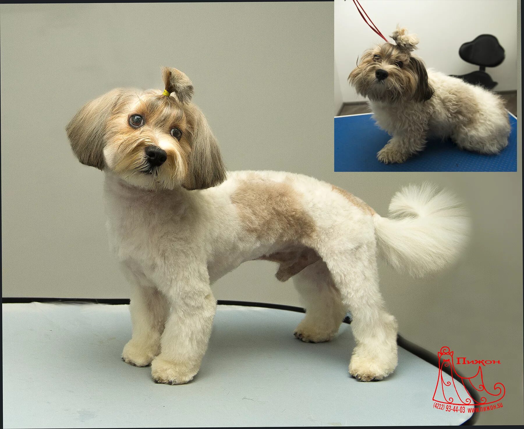 стрижка собак в митино. груминг собак и кошек. зоосалон цацагрум. грумер для собак спб. грумер петербург.