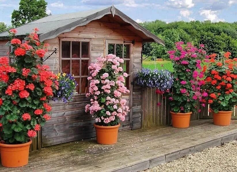 Pin by Татьяна Марьина on Чудесный сад Geraniums, Small gardens, Outdoor gardens