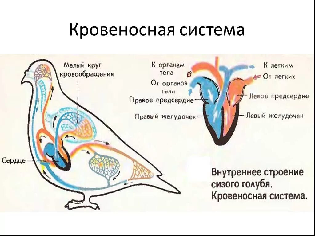 Строение кровеносной системы птиц. Кровеносная система птиц схема. Схема кровеносной системы птицы биология 7 класс. Схема кровеносной системы голубя. Процесс кровообращения птиц