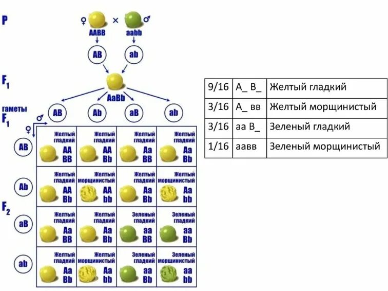 Схема дигибридного скрещивания гороха. Схема дигибридного скрещивания по Менделю. Схемы для первого второго и третьего закона Менделя. Таблица дигибридного скрещивания генетика. Aabb aabb полное доминирование