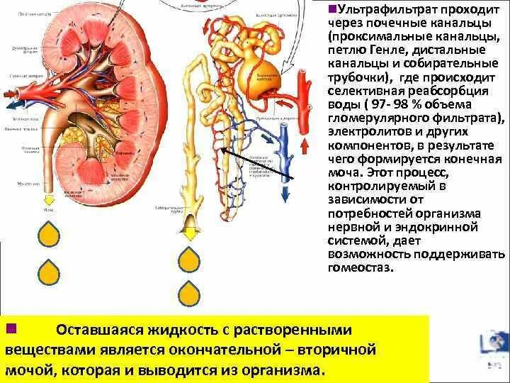 За сколько проходят почки