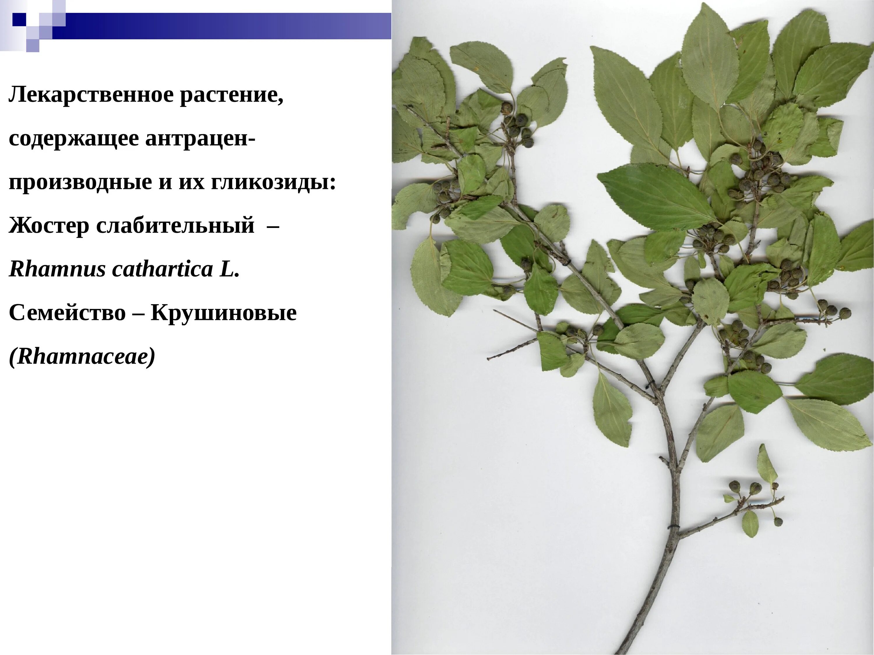 Какие растения содержат. Растения содержащие производные антрацена. лекарственные растения сырье. содержащие антраценпроизводные. жостер сырье и гербарий. антраценпроизводные травы.