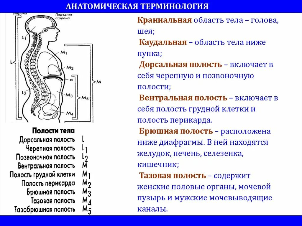 Полости тела перечислить. Полости тела человека анатомия. Вентральный это в анатомии. Полости туловища человека.