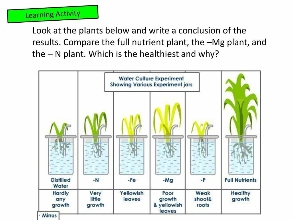 Элемент b Plant. Trace elements in Plants. Nitrate ions for Plants. Lack of nutrients in Plants.