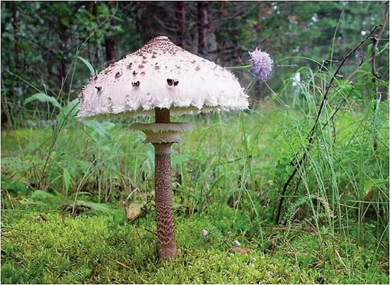 Зонтик ядовитый. Гриб - зонтик пёстрый (Macrolepiota procera).. Гриб зонтик поганка. Гриб зонтик ядовитый. Гриб зонтик ложный.