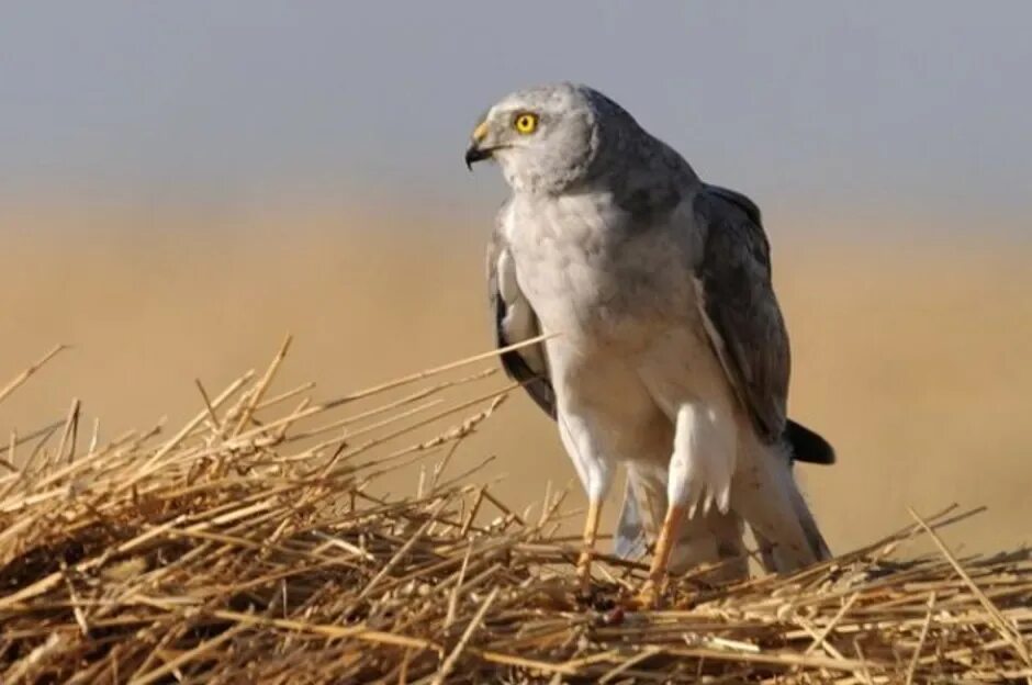 Сокол пустельга степная. Курганник — buteo rufinus. Птицы волго ахтубинской поймы. Сокол волгоградская область. Сокол волгоградская область.
