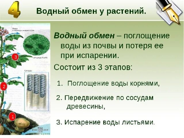 Какую функцию выполняет вода в растении. Водный обмен растений. Поглощение воды растением. Поглощение воды листьями растений. Обмен воды в растении.