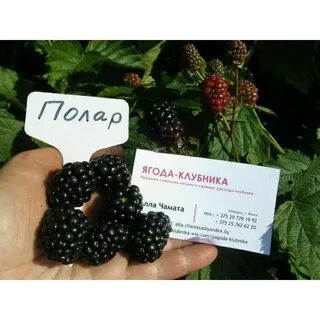 Полар ежевика описание сорта фото отзывы садоводов