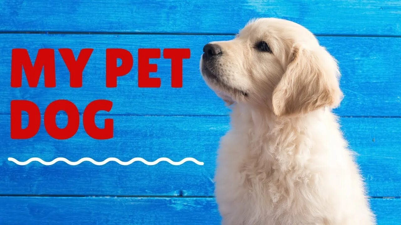 My pet 3 класс. Проект my Pet. My Pet Dog. Проекты на тему my Pet. Проект по английскому my Pet.