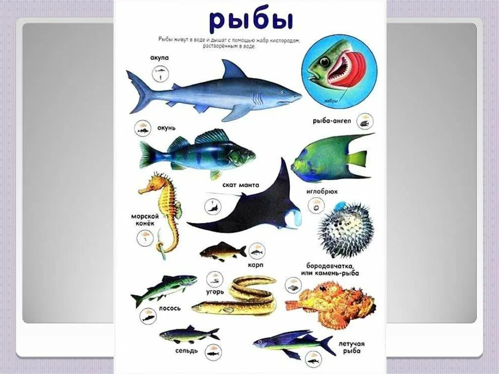 Морская рыба 3 буквы. Морские рыбы. Рыба съедобная названия. Морские рыбы. Морская рыба 3 буквы.