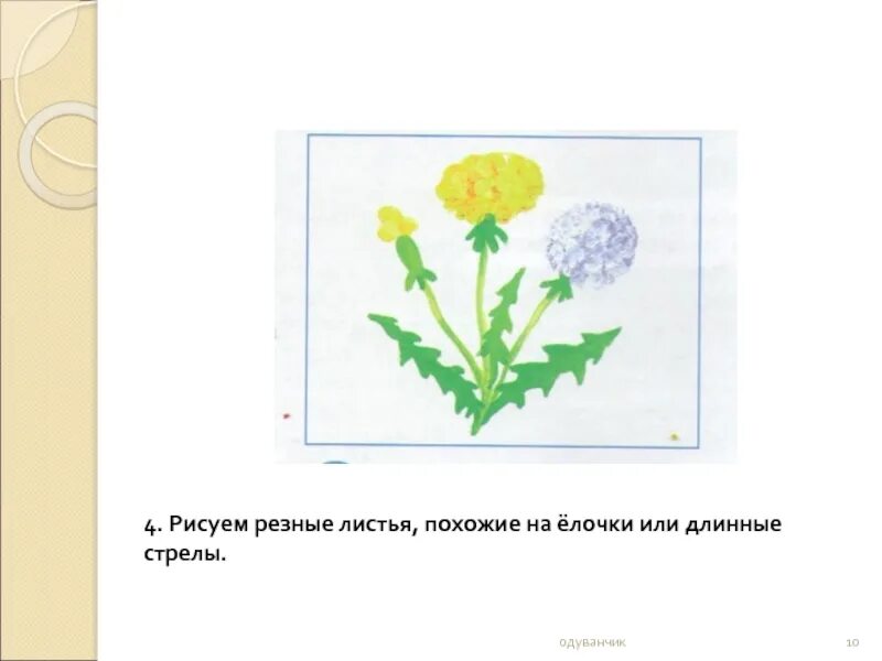 Одуванчики 1 класс изо. Сравнение одуванчика и тюльпана. Одуванчики изо 1 класс презентация. Презентация по изо рисуем одуванчики. Сходства одуванчика