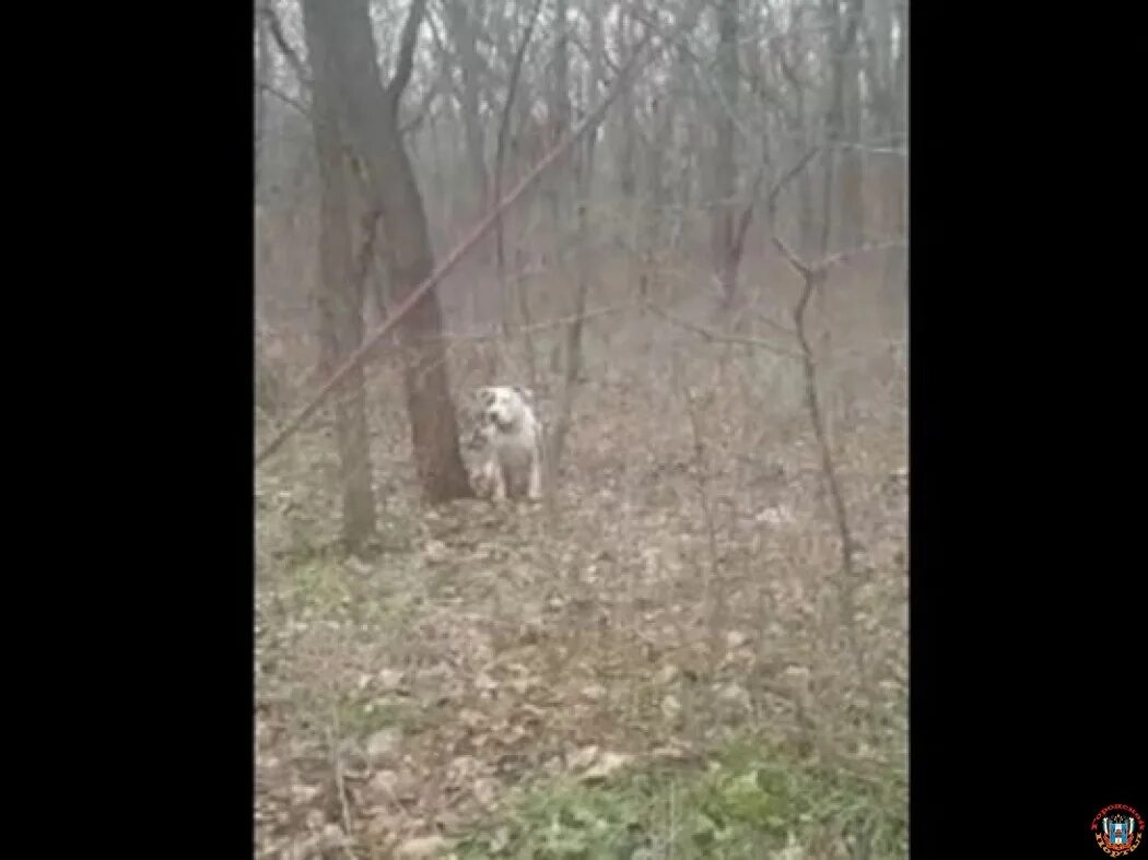 Собака привязана к дереву. Белый пес привязанный к дереву. Человек привязанный к дереву.