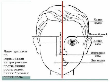 Где линия лица