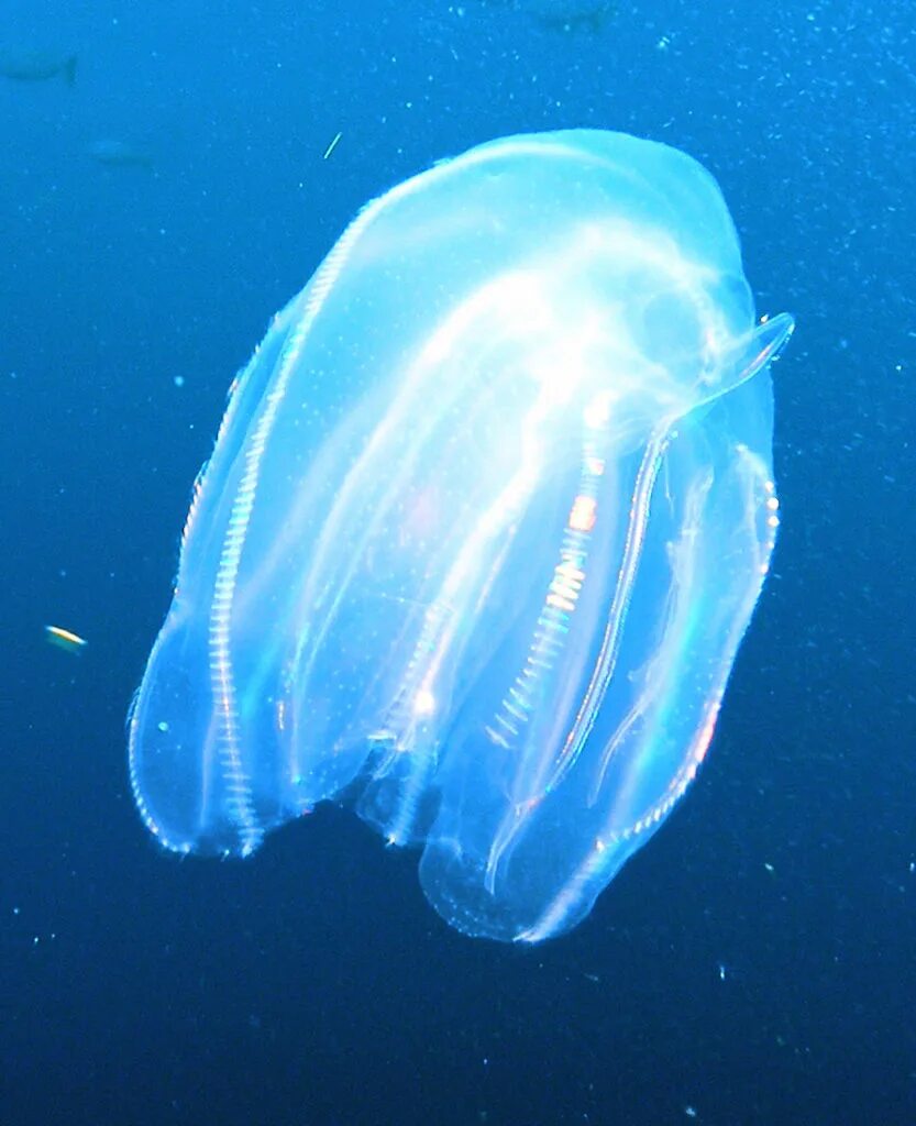 Comb jellies. Гребневики. Гребневик Берое. Берое рыба. Гребневик Берое абессисола.