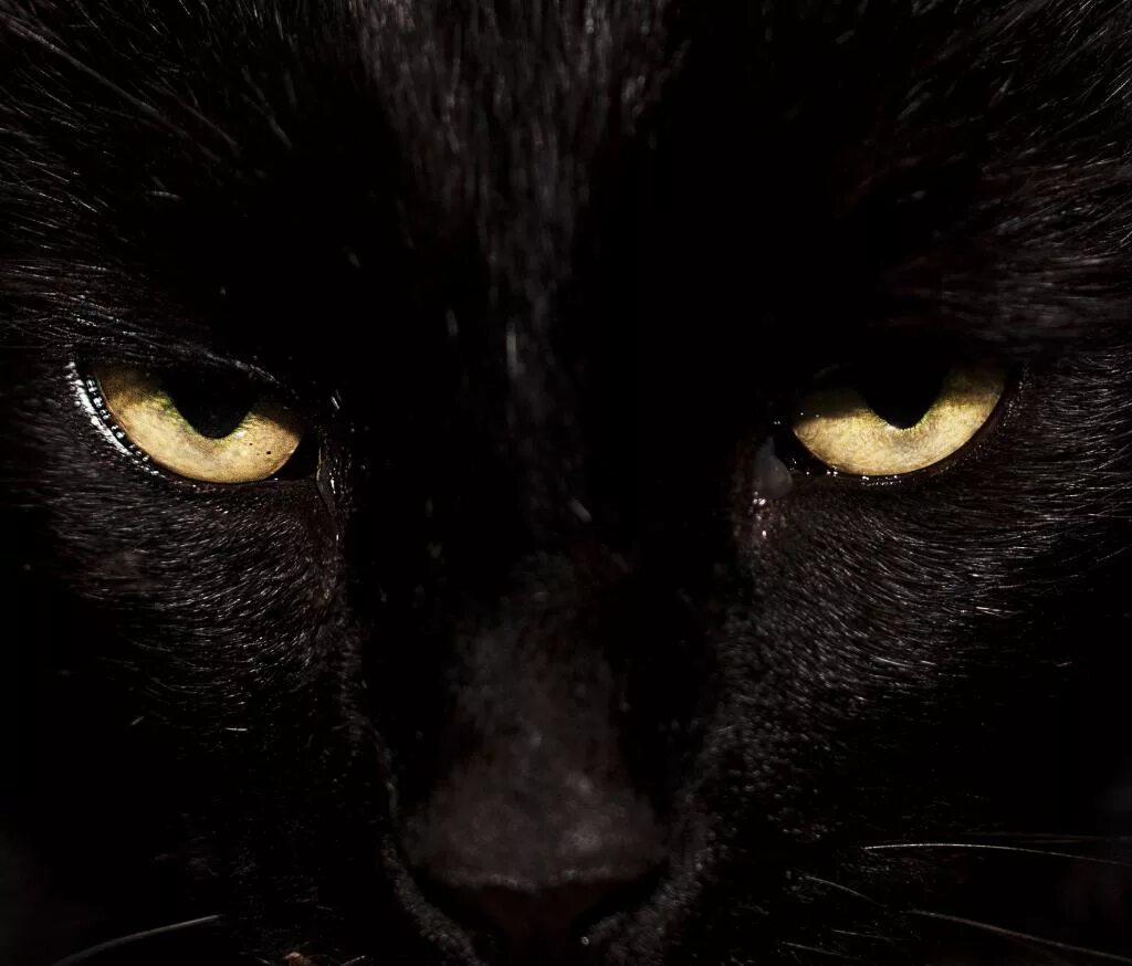 Глаза пантеры. Глаза черной пантеры. Пантера с желтыми глазами. Взгляд черной кошки.