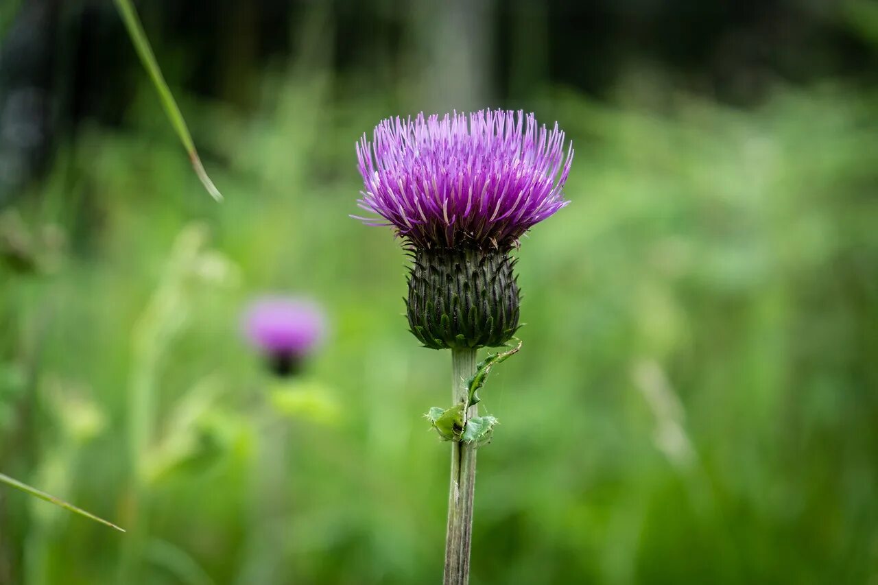 Scotland plants. Чертополох Шотландия. Чертополох растение Шотландии. Палеоцентаурея чертополох. Чертополох Луговой.