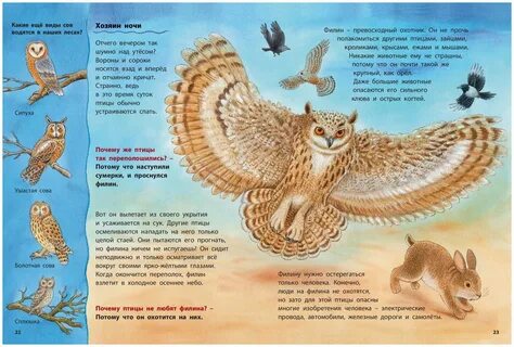 Совы охотятся ночью книга