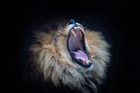 Пасти животных