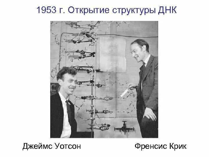 Френсисом криком и Джеймсом Уотсоном в 1953 году. Открытие структуры ДНК Уотсоном и криком. Структура ДНК Уотсон и крик.
