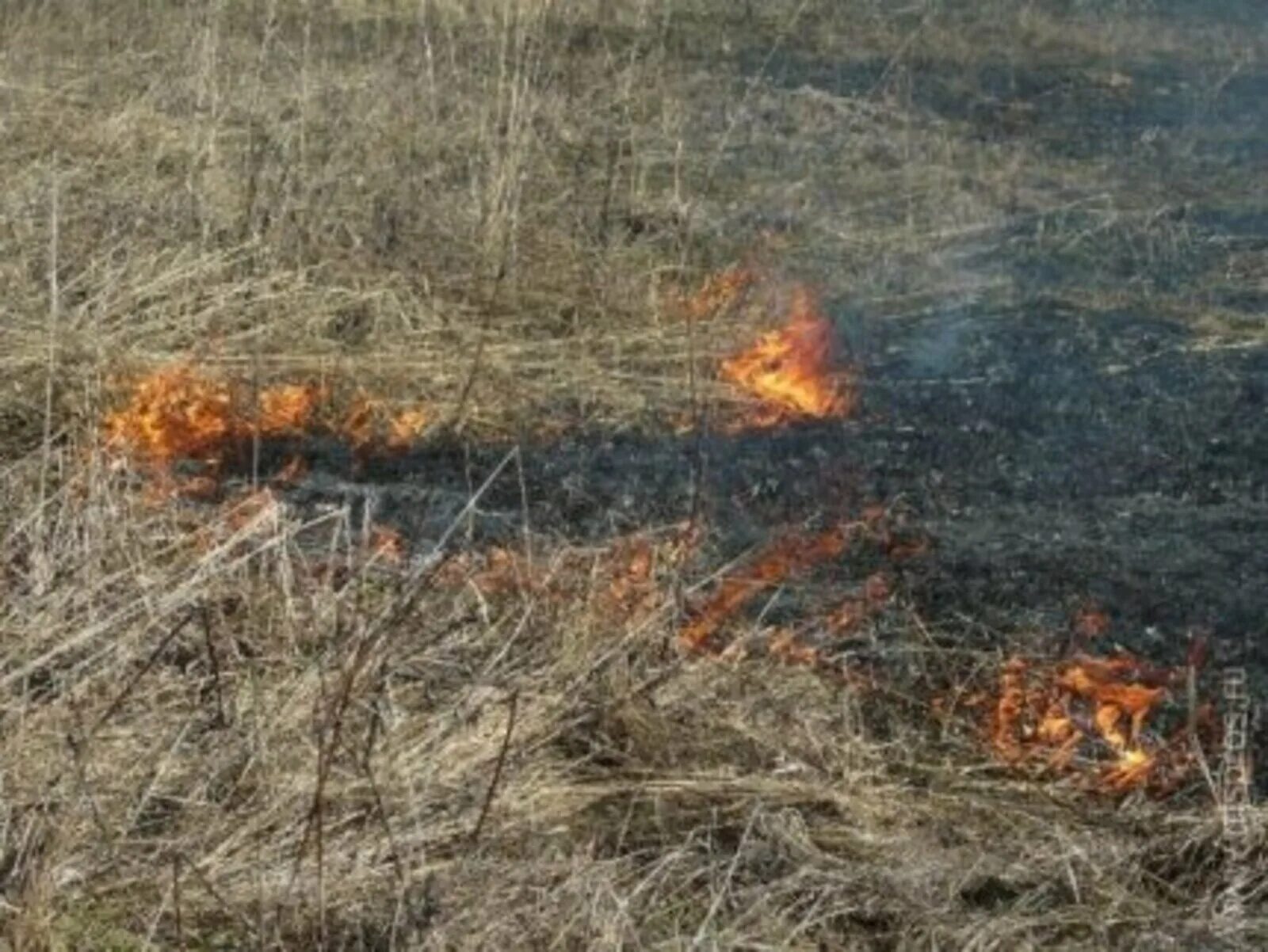 Горения растение. Горение травы на открытой территории. Горелая сухая трава. Сгоревшая трава на открытой территории. Загорание сухой растительности.