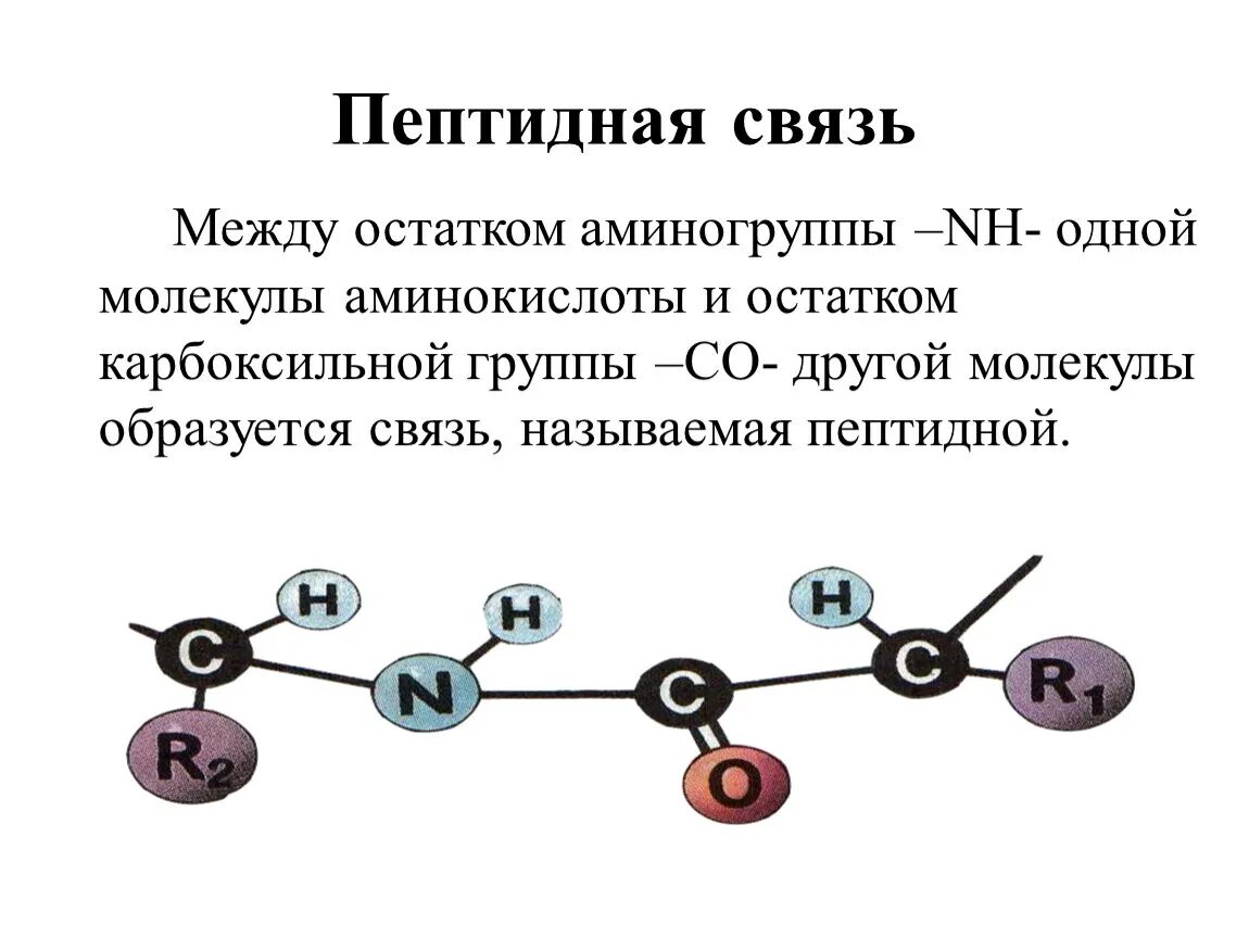 Пептидная связь между аминокислотами образуется. Пептидная связь между двумя аминокислотами. Пептидная связь между аминокислотами в молекуле белка. Пептидная связь - между аминокислотными остатками -.