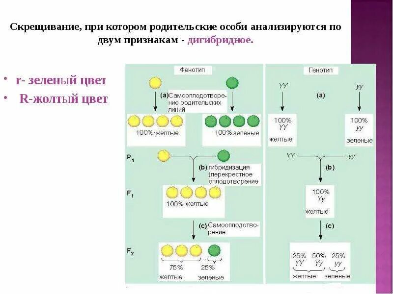 Дигибридное гомозиготное скрещивание. Дигибридное скрещивание сцепленное наследование. Дигибридное скрещивание гомозигот. Скрещивание по двум признакам. Дигибридное скрещивание третий закон Менделя.