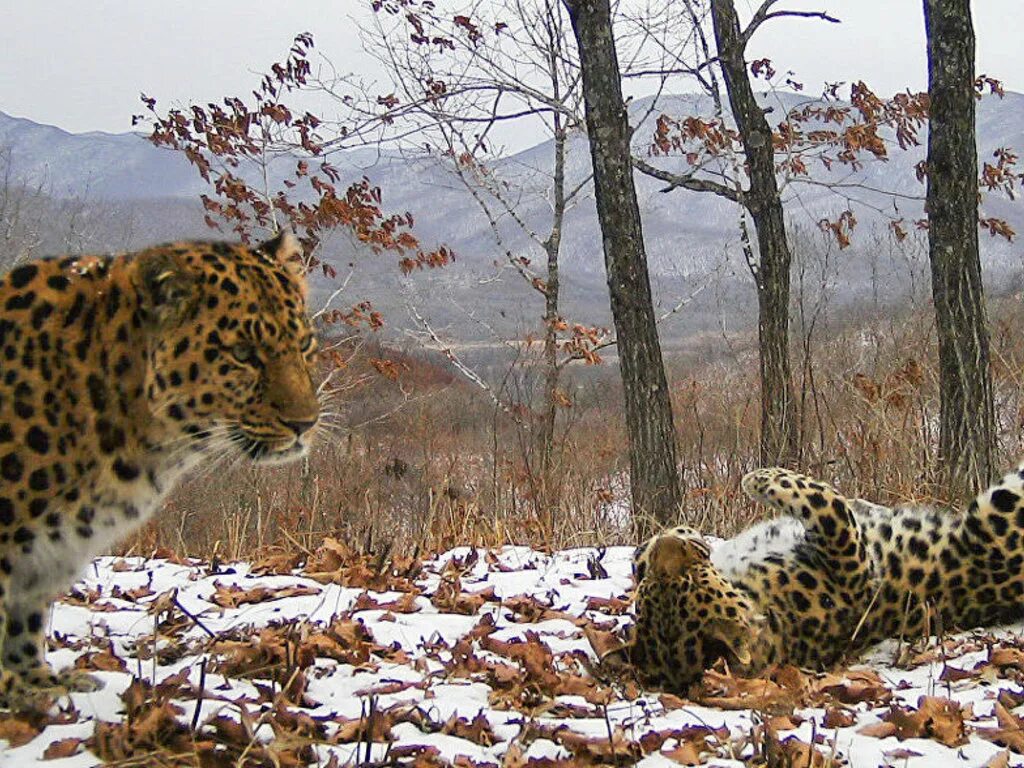 Леопард в приморье. Дальневосточный леопард кедровая падь. заповедник кедровая падь леопард. леопард уссурийской тайги. дальневосточный леопард в тайге.