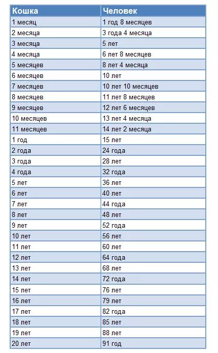 Возраст шиншиллы по человеческим меркам таблица. Возраст шиншиллы на человеческий. 1 Год у шиншилл по человеческим меркам таблица. Годы шиншилл по человеческим меркам.