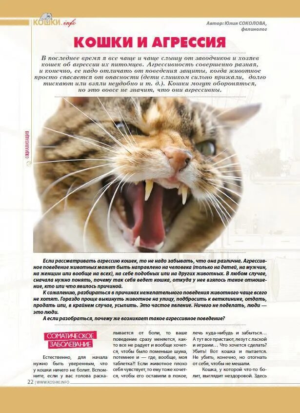 Почему кот набрасывается
